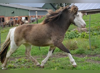 IJslander, Merrie, 6 Jaar, 138 cm
