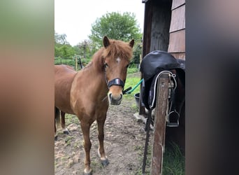 IJslander, Merrie, 6 Jaar, 138 cm, Vos