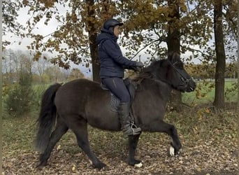 IJslander, Merrie, 6 Jaar, 138 cm, Zwart