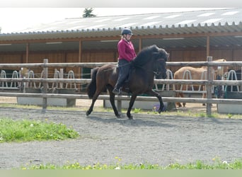 IJslander, Merrie, 6 Jaar, 138 cm, Zwart