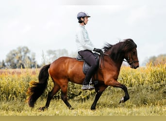 IJslander, Merrie, 6 Jaar, 139 cm, Bruin