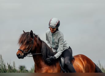 IJslander, Merrie, 6 Jaar, 139 cm, Bruin