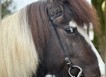 IJslander, Merrie, 6 Jaar, 139 cm, Gevlekt-paard