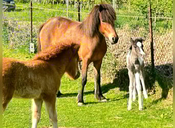 IJslander, Merrie, 6 Jaar, 139 cm, Roodbruin