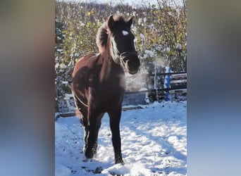 IJslander, Merrie, 6 Jaar, 140 cm, Donkerbruin