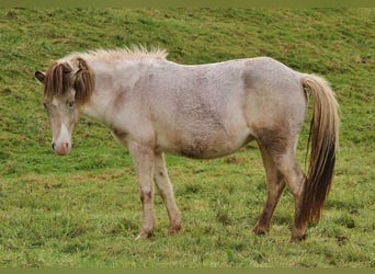 IJslander, Merrie, 6 Jaar, 140 cm, Gevlekt-paard