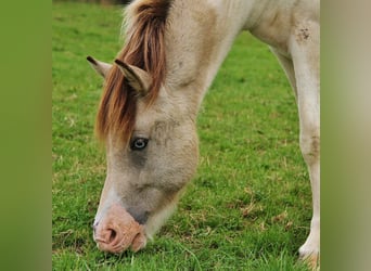 IJslander, Merrie, 6 Jaar, 140 cm, Gevlekt-paard