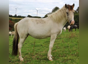 IJslander, Merrie, 6 Jaar, 140 cm, Gevlekt-paard