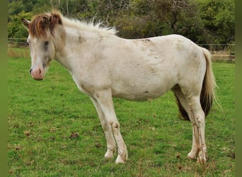 IJslander, Merrie, 6 Jaar, 140 cm, Gevlekt-paard