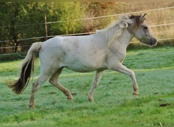 IJslander, Merrie, 6 Jaar, 140 cm, Gevlekt-paard