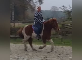 IJslander, Merrie, 6 Jaar, 140 cm, Gevlekt-paard