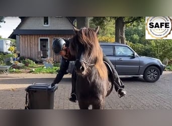IJslander, Merrie, 6 Jaar, 140 cm, Zwart