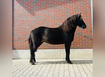 IJslander, Merrie, 6 Jaar, 140 cm, Zwart