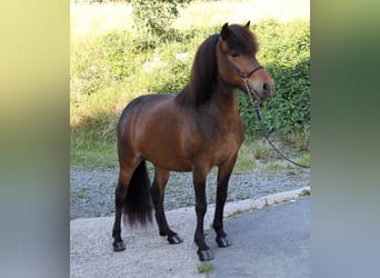 IJslander, Merrie, 6 Jaar, 141 cm, Brauner
