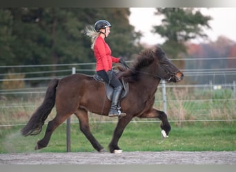 IJslander, Merrie, 6 Jaar, 141 cm, Donkerbruin