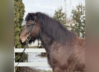 IJslander, Merrie, 6 Jaar, 141 cm, Donkerbruin