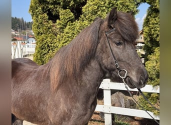IJslander, Merrie, 6 Jaar, 142 cm, Zwart