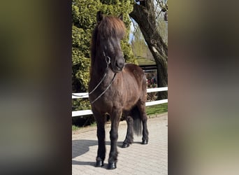 IJslander, Merrie, 6 Jaar, 142 cm, Zwart