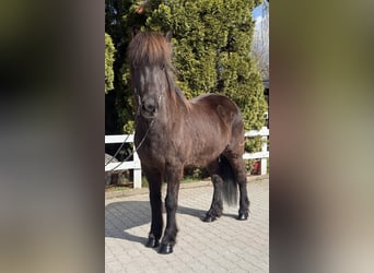 IJslander, Merrie, 6 Jaar, 142 cm, Zwart