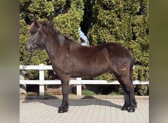 IJslander, Merrie, 6 Jaar, 142 cm, Zwart