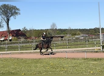 IJslander, Merrie, 6 Jaar, 143 cm, Bruin