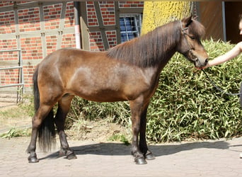 IJslander, Merrie, 6 Jaar, 143 cm, Bruin
