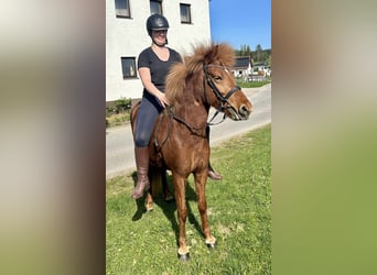 IJslander, Merrie, 6 Jaar, 143 cm, Vos