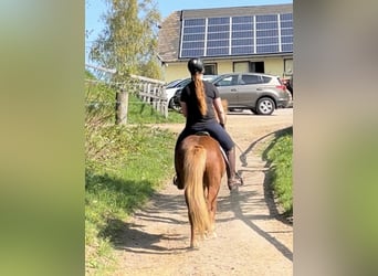 IJslander, Merrie, 6 Jaar, 143 cm, Vos