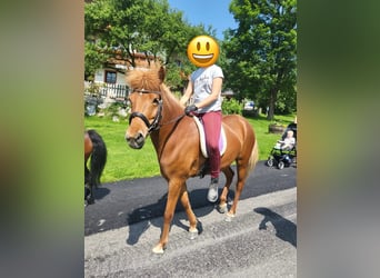 IJslander, Merrie, 6 Jaar, 143 cm, Vos