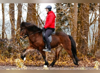 IJslander, Merrie, 6 Jaar, 144 cm, Bruin