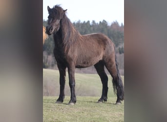 IJslander, Merrie, 6 Jaar, 145 cm, Zwart