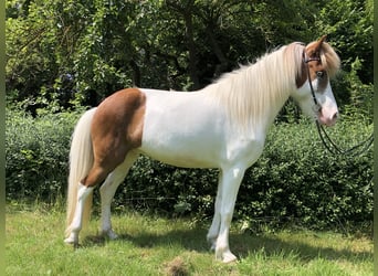 IJslander, Merrie, 6 Jaar, 147 cm, Gevlekt-paard
