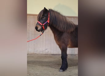 IJslander, Merrie, 6 Jaar, Bruin