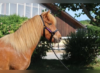 IJslander, Merrie, 6 Jaar, Vos