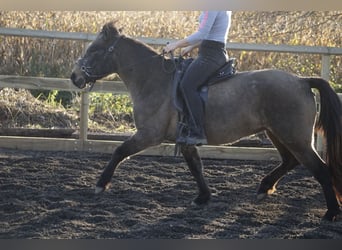 IJslander, Merrie, 7 Jaar, 130 cm, Buckskin