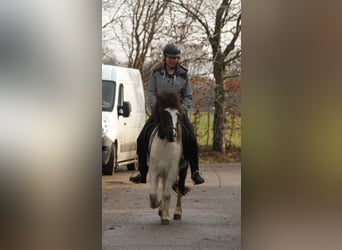 IJslander, Merrie, 7 Jaar, 130 cm, Gevlekt-paard