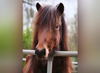 IJslander, Merrie, 7 Jaar, 134 cm, Bruin