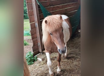 IJslander, Merrie, 7 Jaar, 134 cm, Gevlekt-paard