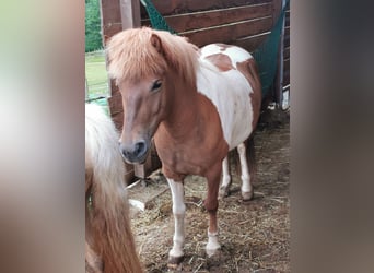 IJslander, Merrie, 7 Jaar, 134 cm, Gevlekt-paard