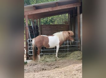 IJslander, Merrie, 7 Jaar, 134 cm, Gevlekt-paard