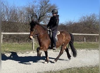 IJslander, Merrie, 7 Jaar, 136 cm, Bruin
