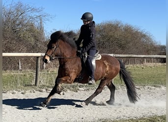 IJslander, Merrie, 7 Jaar, 136 cm, Bruin