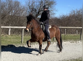 IJslander, Merrie, 7 Jaar, 136 cm, Bruin