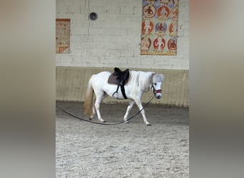 IJslander, Merrie, 7 Jaar, 136 cm