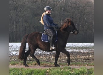 IJslander, Merrie, 7 Jaar, 136 cm, Zwart