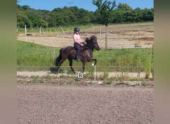 IJslander, Merrie, 7 Jaar, 137 cm
