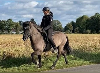 IJslander, Merrie, 7 Jaar, 138 cm, Falbe