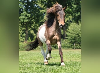 IJslander, Merrie, 7 Jaar, 138 cm, Gevlekt-paard