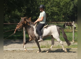 IJslander, Merrie, 7 Jaar, 138 cm, Gevlekt-paard