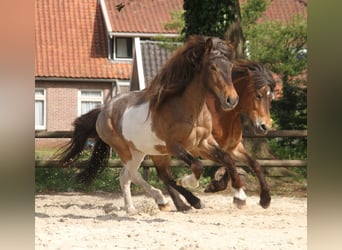 IJslander, Merrie, 7 Jaar, 138 cm, Gevlekt-paard